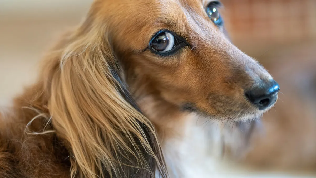 Close-up of a long-haired dachshund showing the whites of its eye in a tense, wary sideways stare.