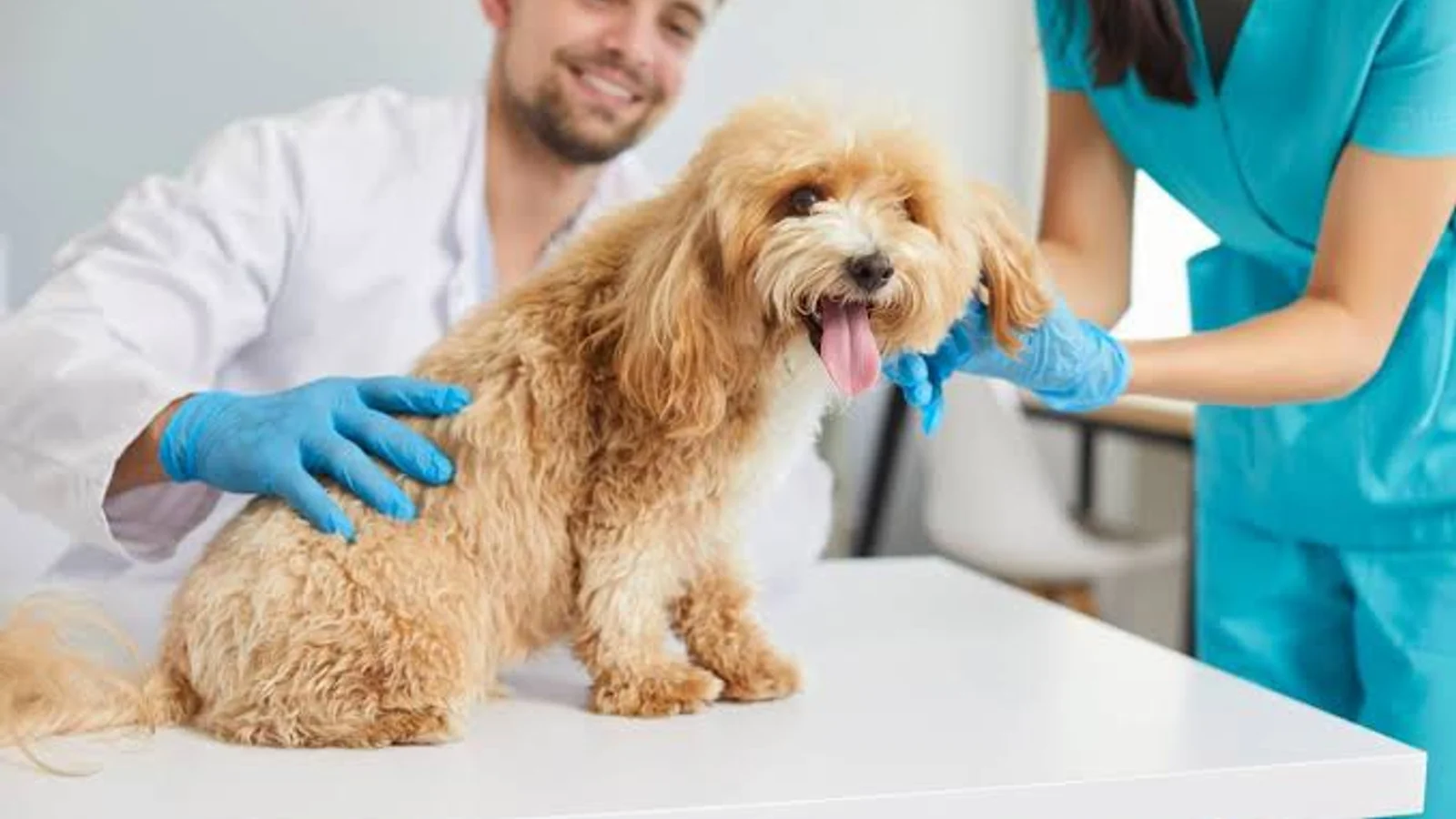 Why Is My Male Dog’s Private Area Swollen and Red? Find Out Now!
