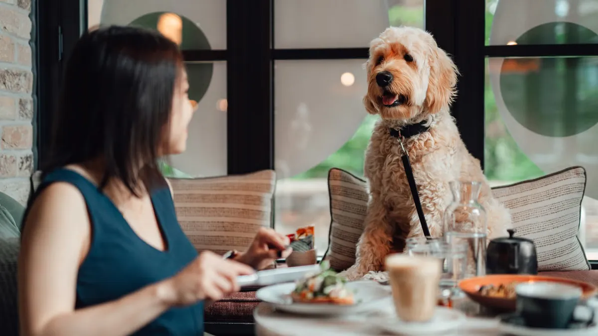 Fluffy dog sitting at a restaurant table, watching intently as its owner eats a meal.