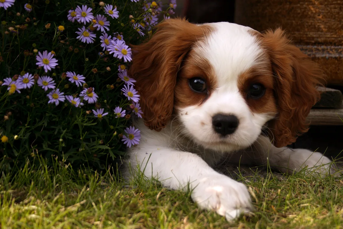 Why Does My Dog Stare at Me While Lying Down? Uncover the Mystery!