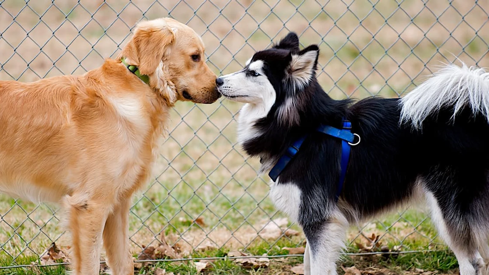 Why Do Dogs Lick Each Other’s Privates? The Surprising Truth