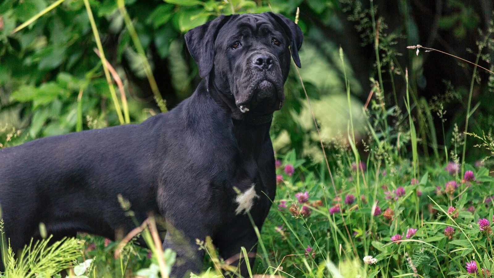 How to Pronounce Cane Corso Correctly — Breed Guide