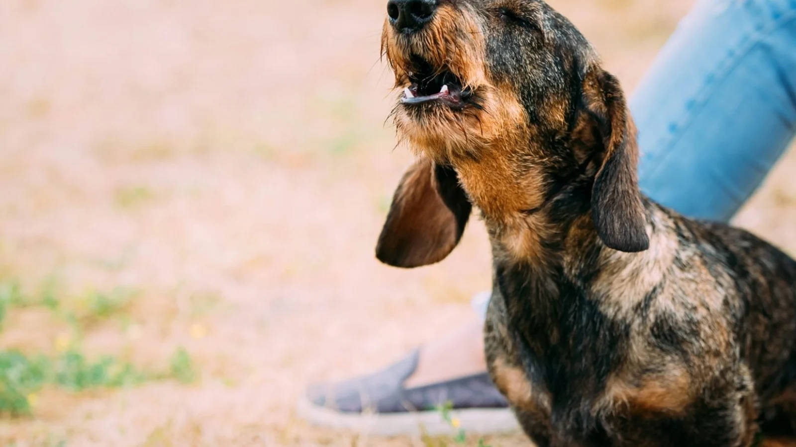 Understanding Why Dogs Bark: 7 Types of Barking Behaviors & Solutions