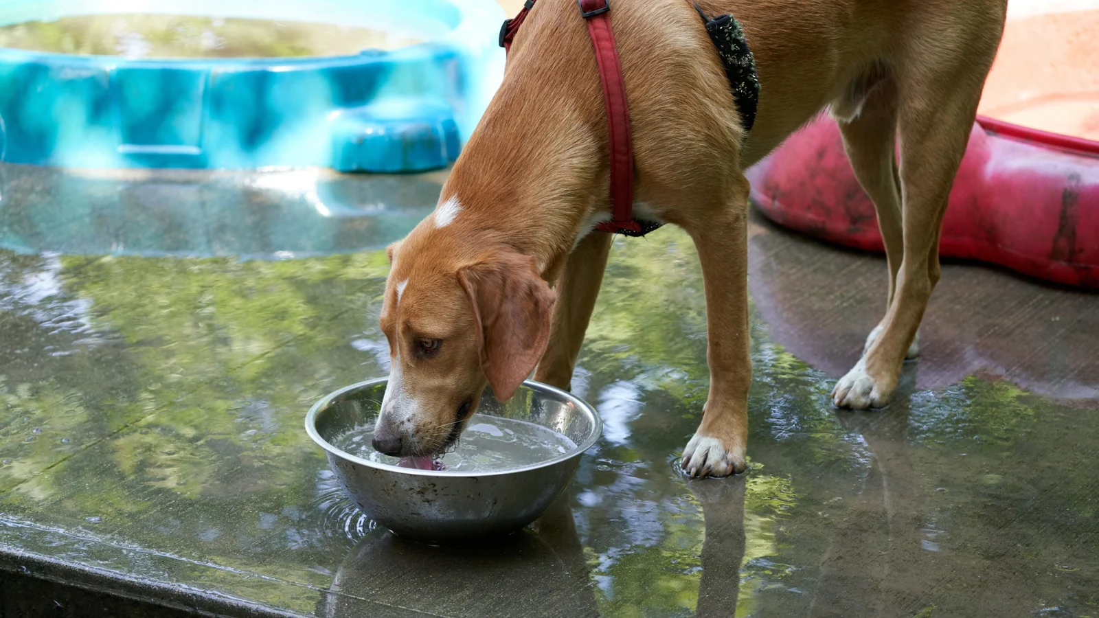 What Can My Dog Drink Besides Water — A Guide to Safe Options