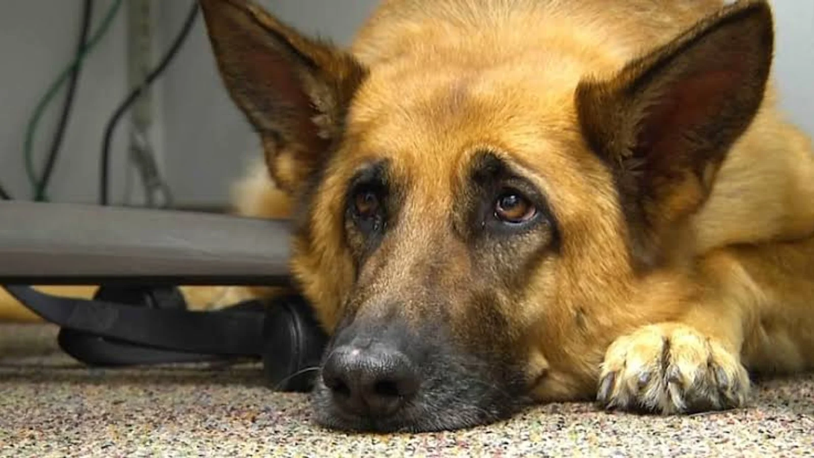 Why Do Dogs Whine or Cry? 5 Common Causes and Solutions for Pet Owners