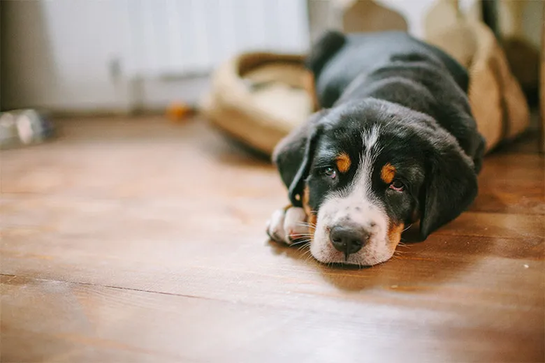 A bored, low-energy dog lying on the floor at home.