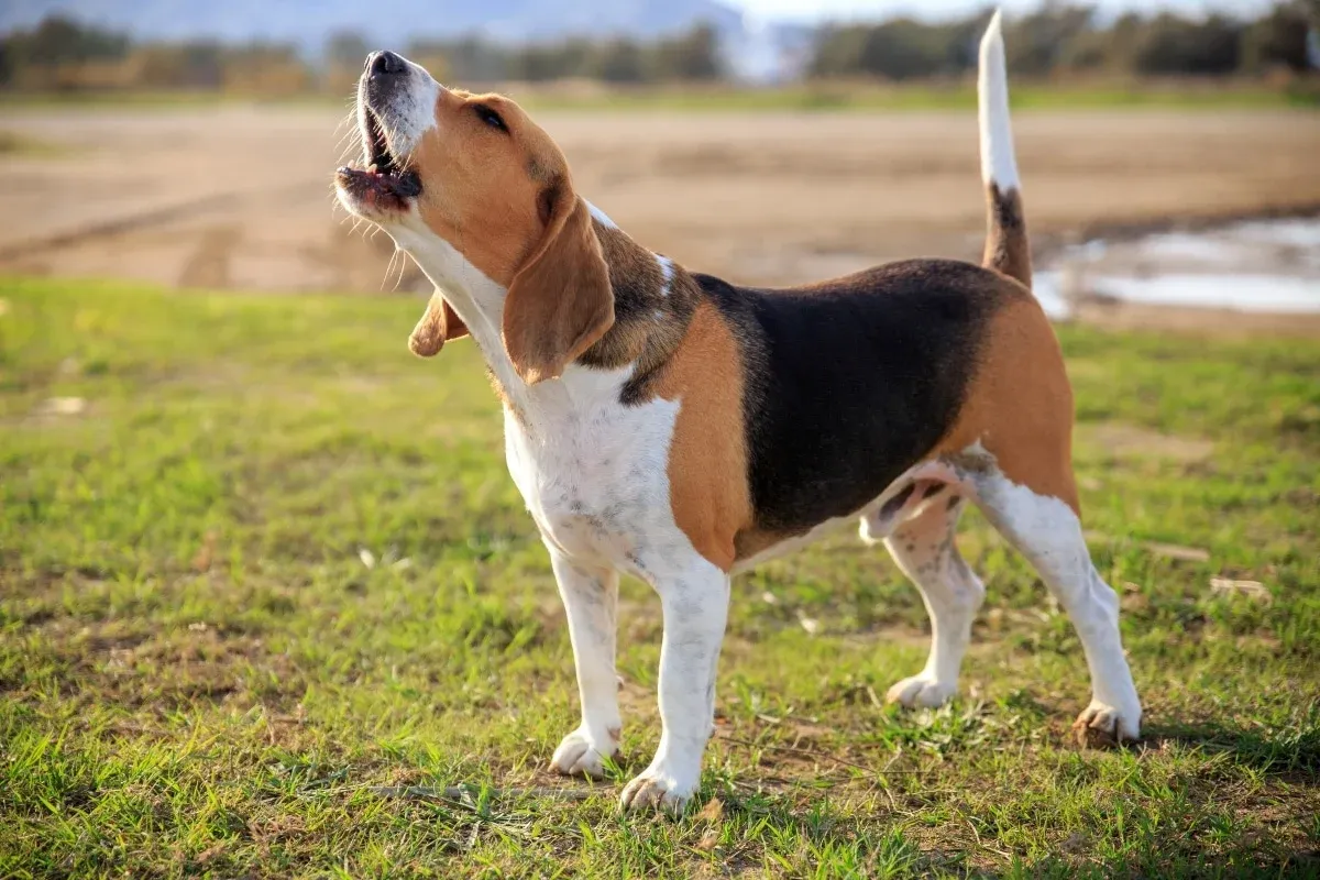 A beagle standing in a field with its head raised and tail up, howling.