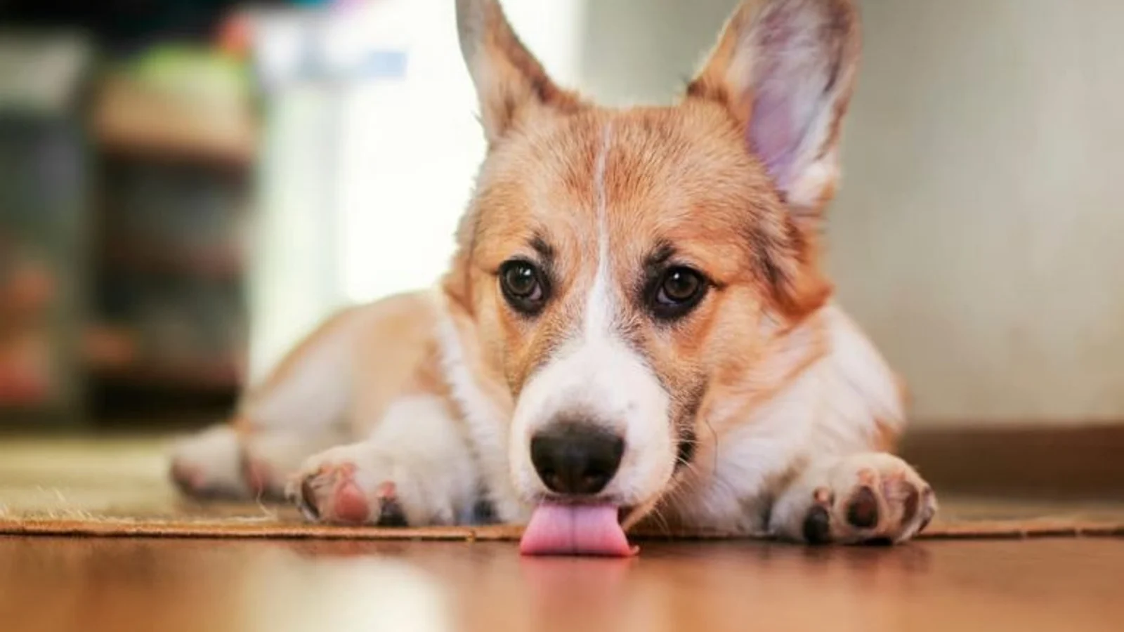 Why Does My Dog Lick the Floor? Causes and Fixes