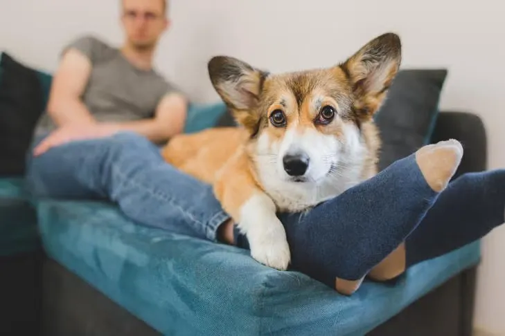A corgi lying against its owner's legs on a couch.