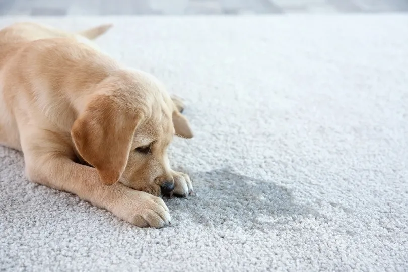 A dog fixated on repeatedly licking one spot on the floor.