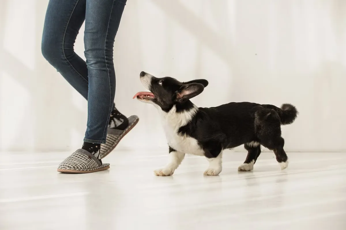 A corgi puppy following close behind its owner's legs across a room.