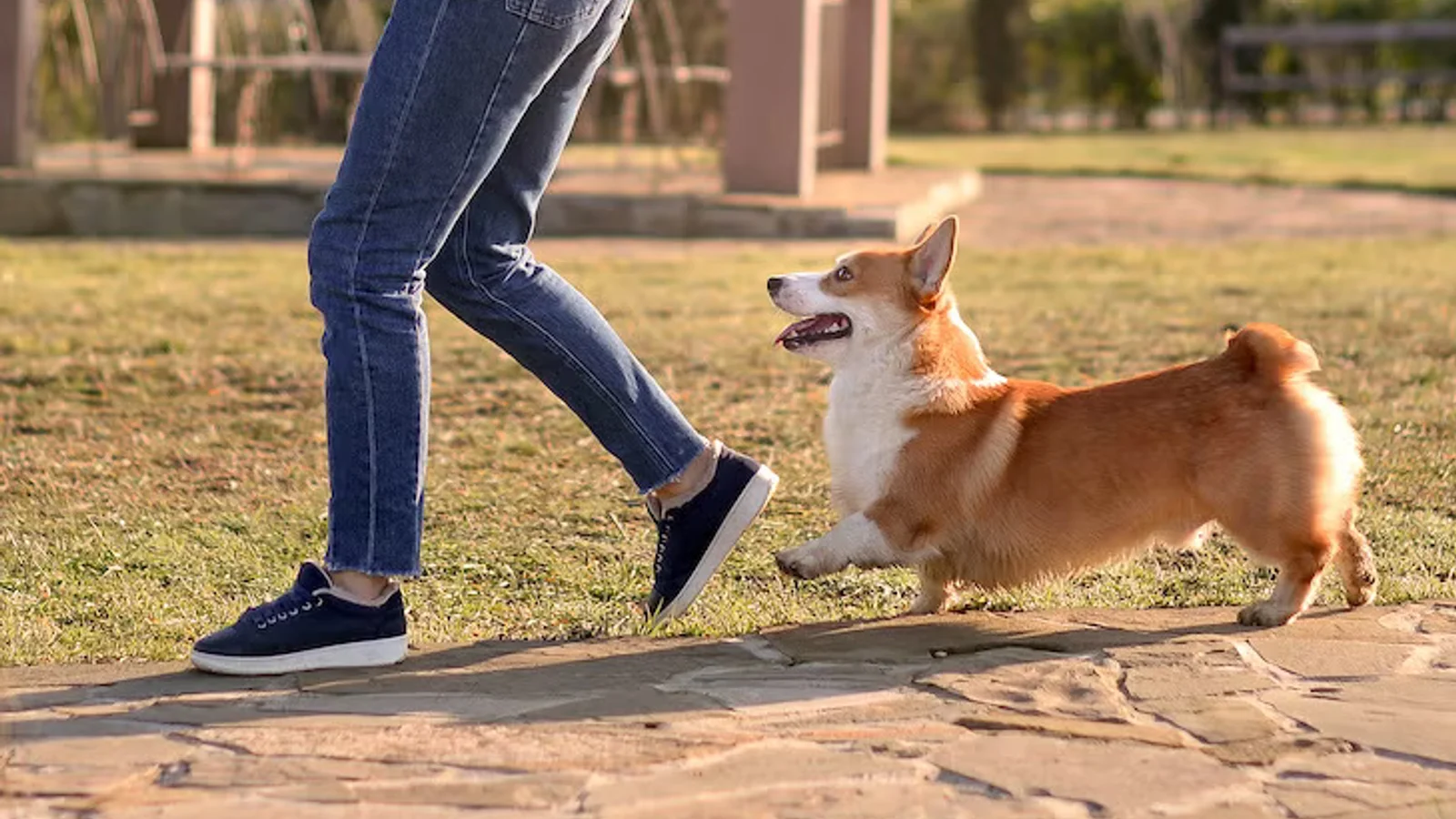 Why Does My Dog Follow Me Everywhere? What It Means