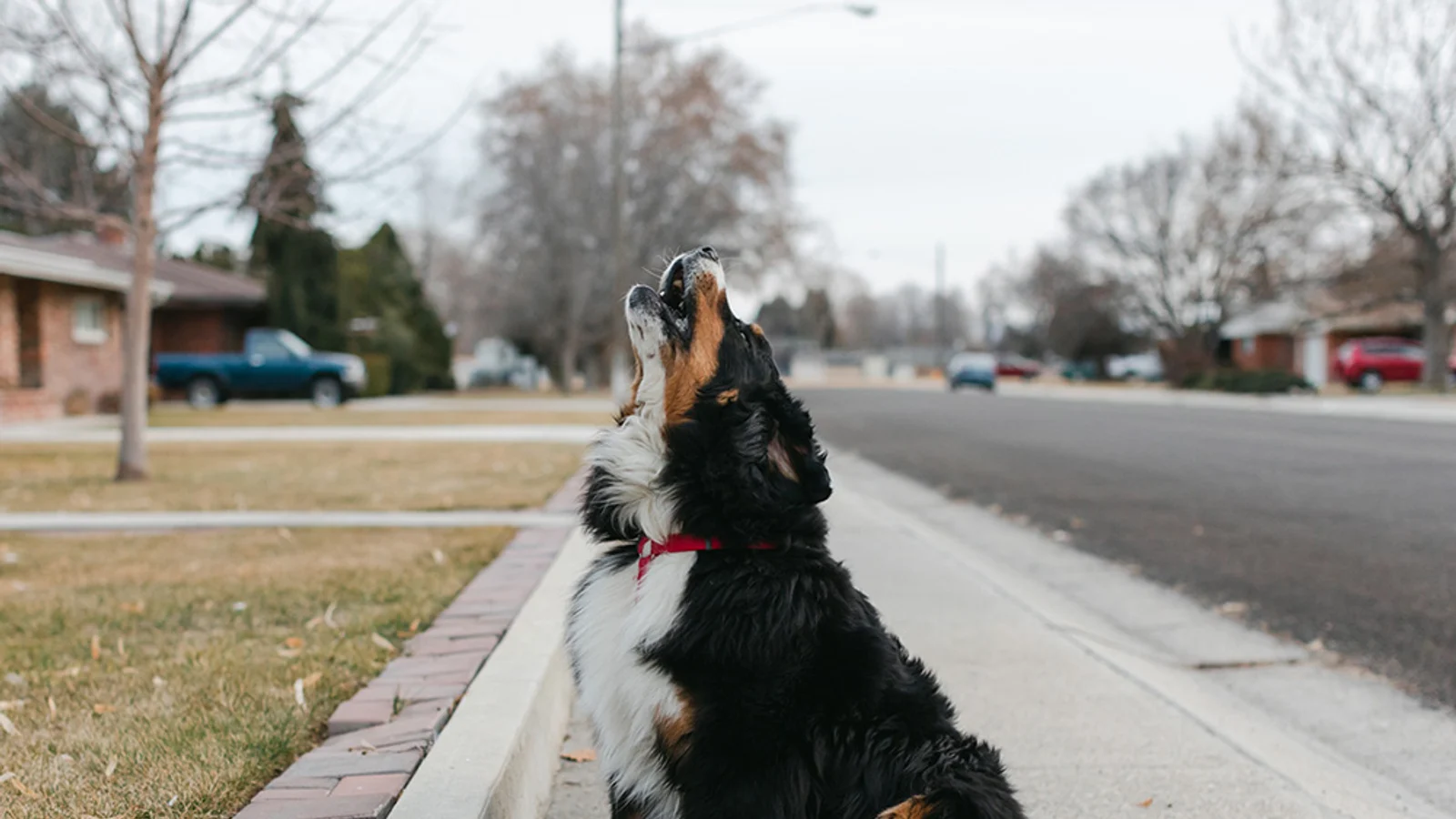 Why Do Dogs Howl? 7 Reasons and What It Means