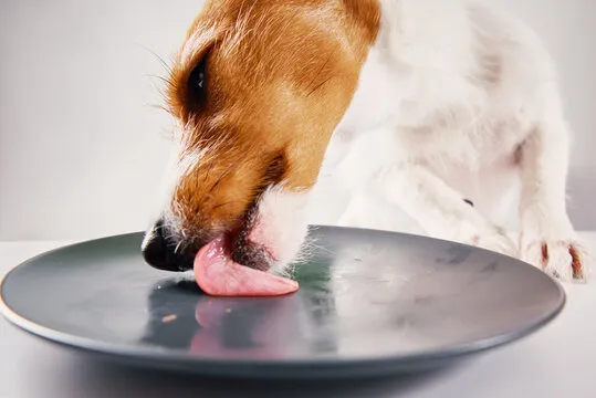 A dog licking its lips in anticipation next to a food bowl.