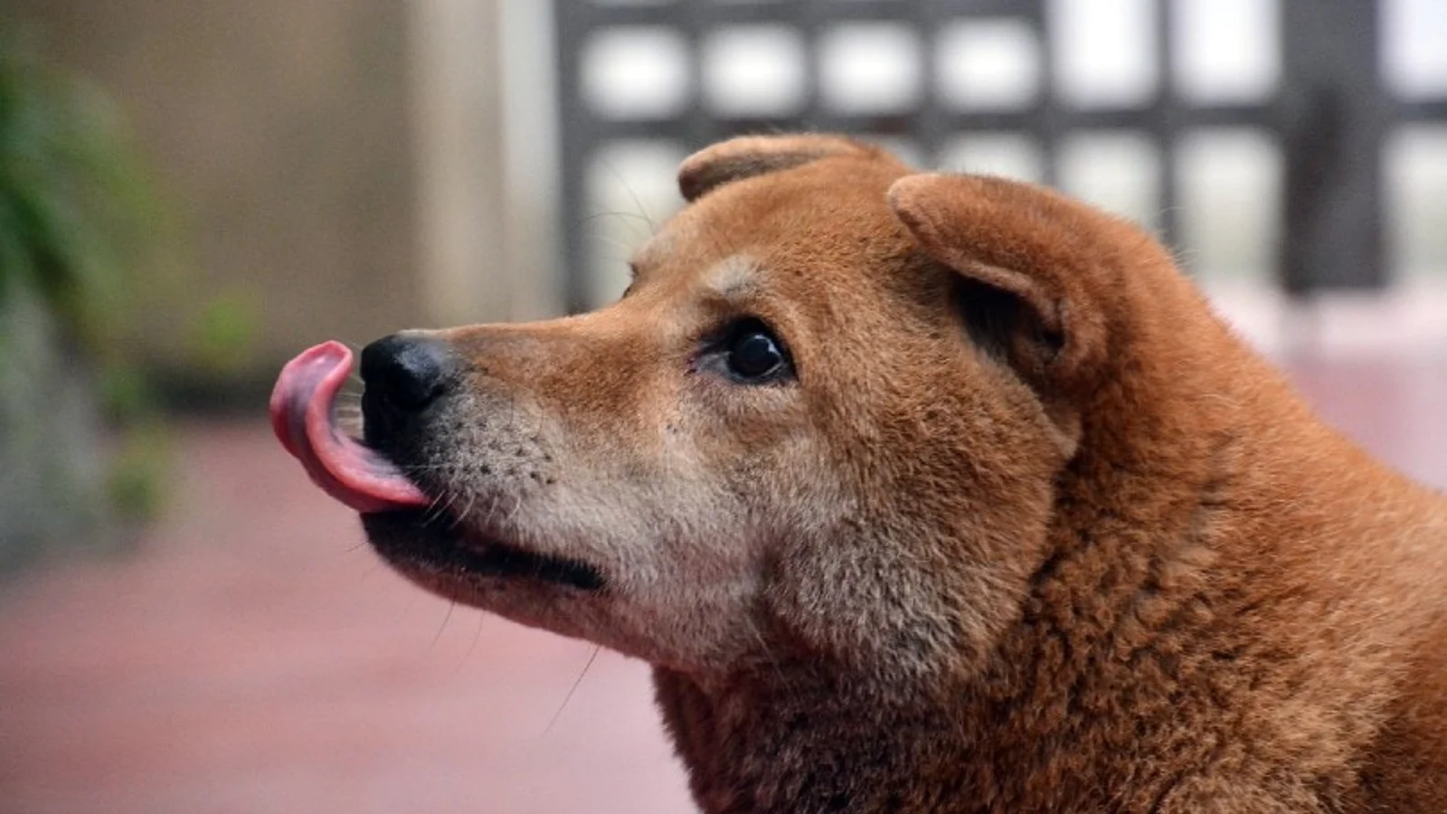 Why Do Dogs Lick Their Lips? What It Really Means