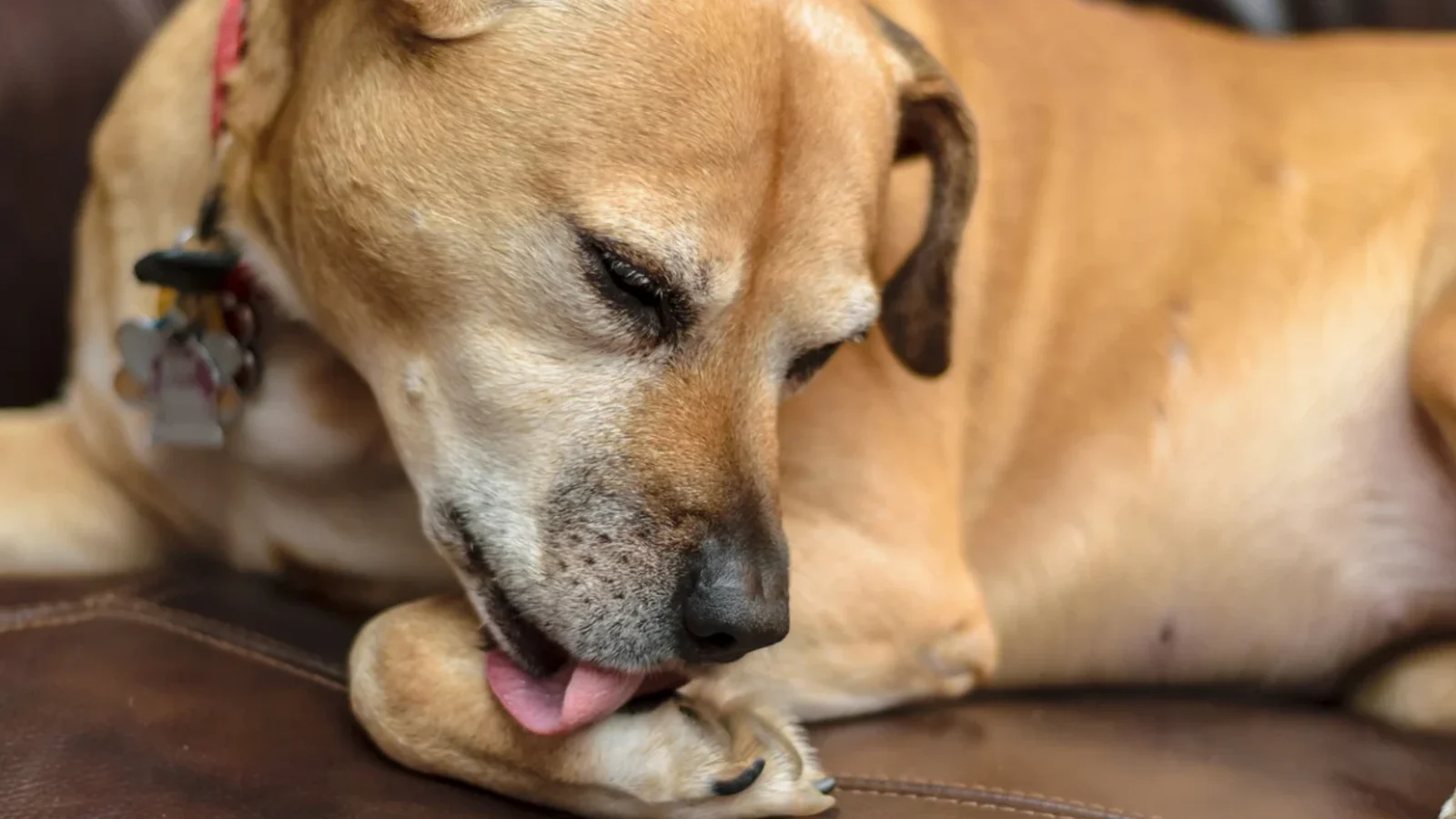 Why Does My Dog Lick His Paws? Causes and Fixes