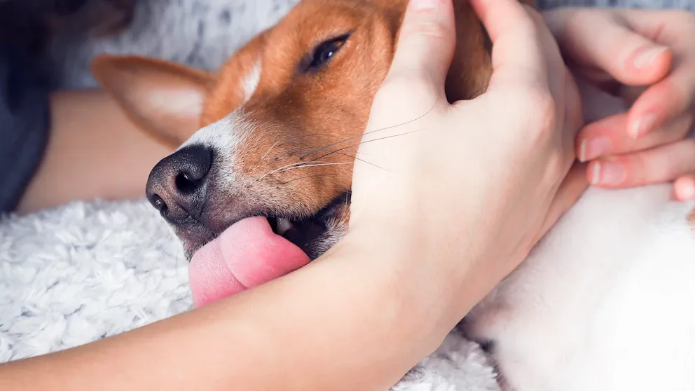 Close-up of a dog gently licking its owner's hand while being held.