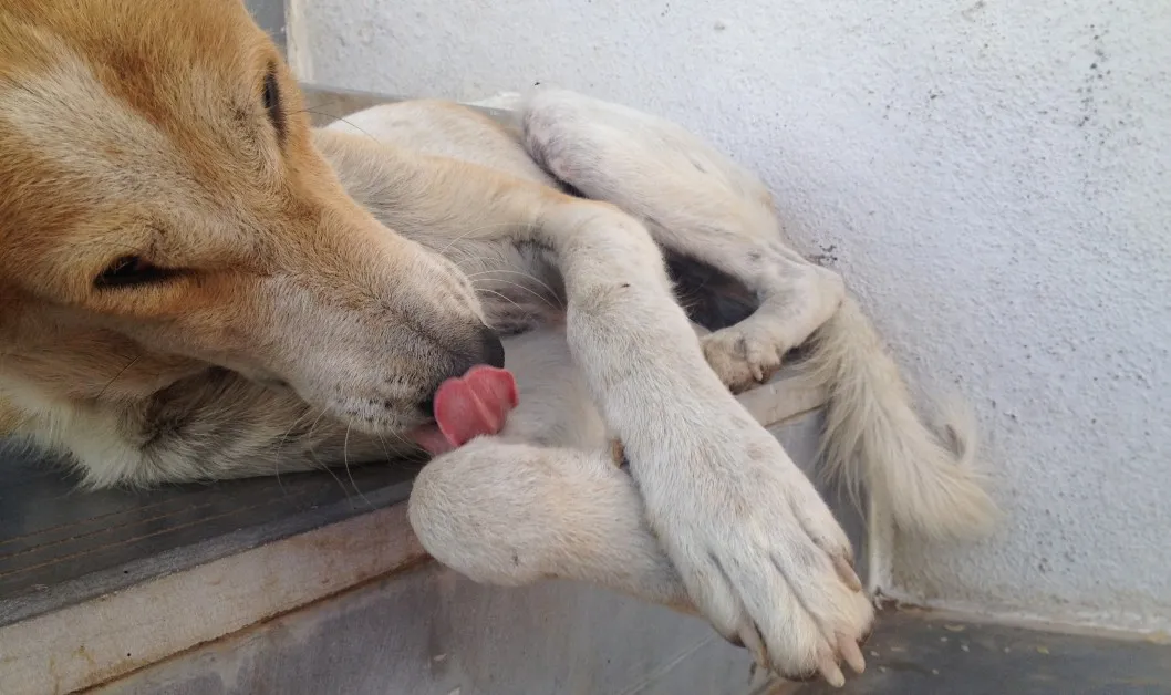 A dog lying down and licking its front paws.