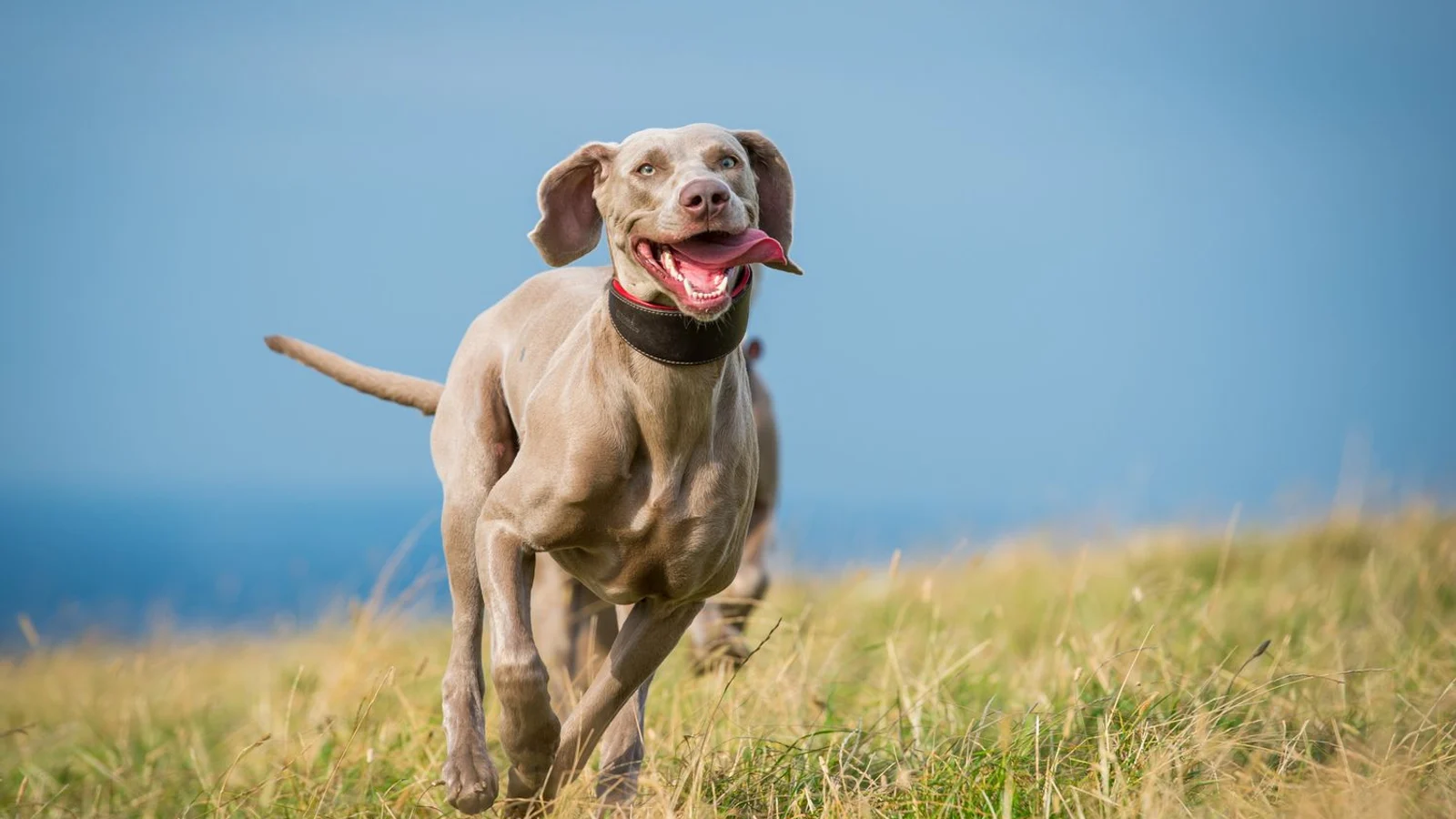 Why Do Dogs Get the Zoomies? The Science of FRAPs