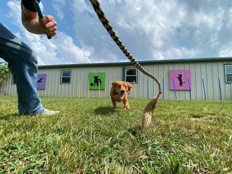 A small dog on a long leash running across the grass outside a kennel building.