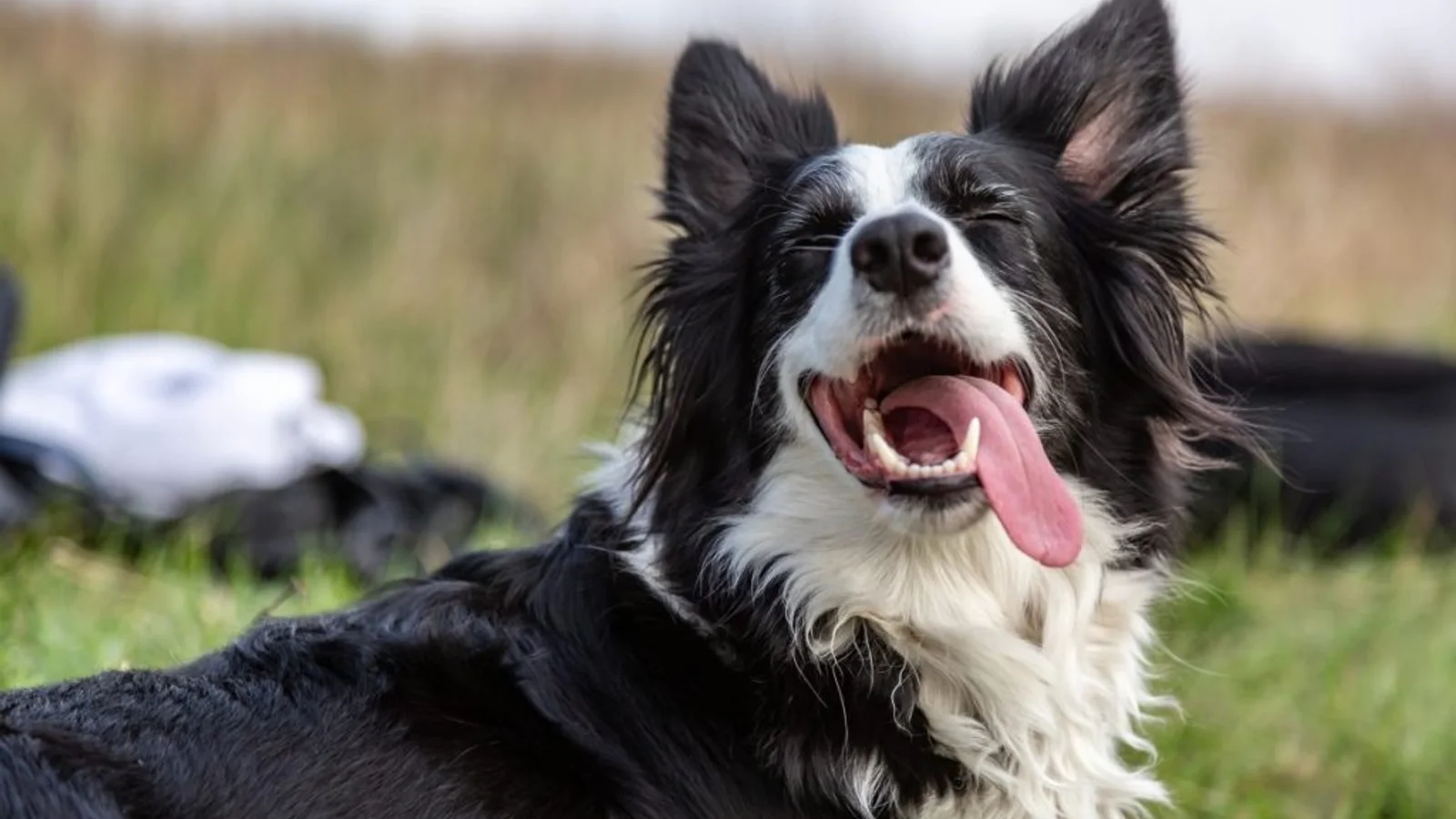 Why Is My Dog Panting? Normal Causes and When to Worry