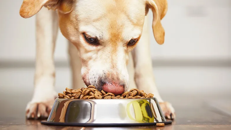A dog pawing at its empty food bowl as a request for dinner.