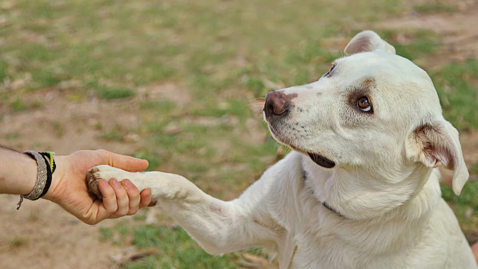 Why Does My Dog Paw at Me? What They Are Telling You