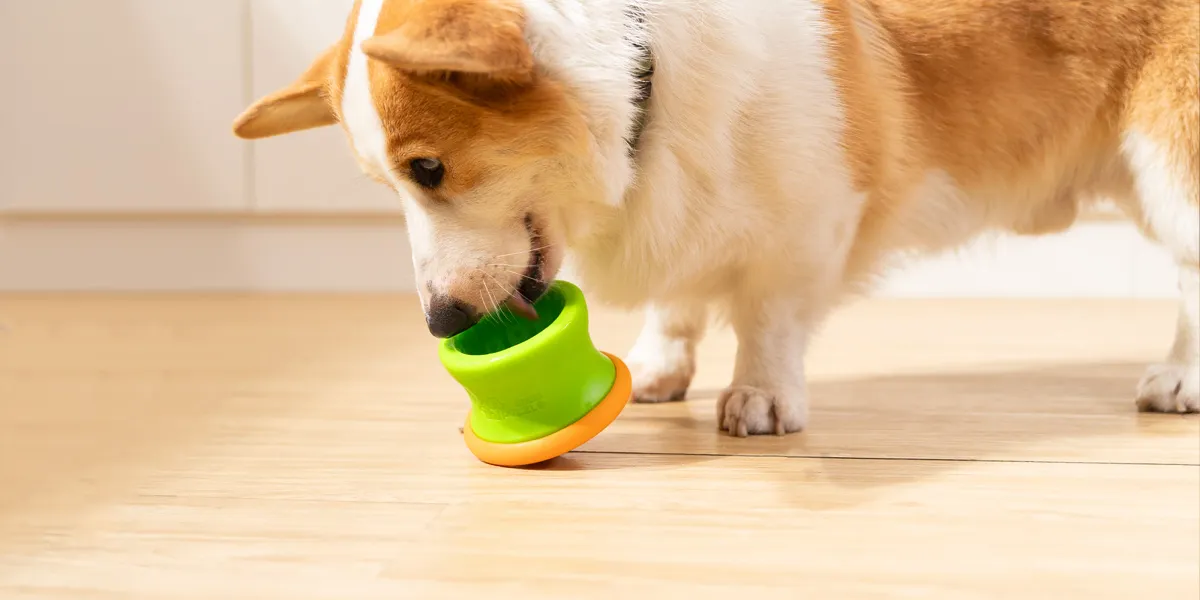 A dog playing with a puzzle feeder toy on the floor for enrichment.