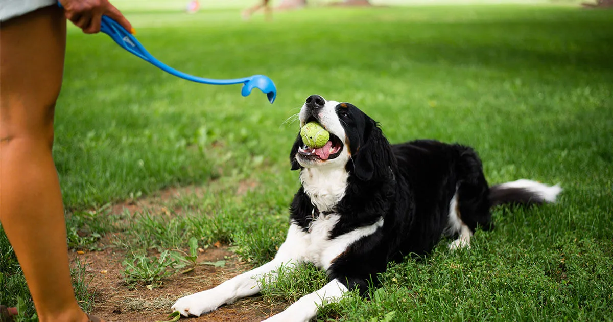 A border collie lying on the grass watching its owner hold a ball launcher, ready to play fetch.
