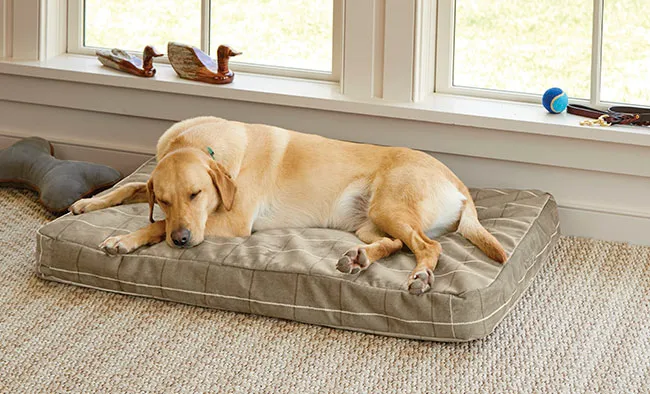 A yellow Labrador resting comfortably in its own dog bed by a window.