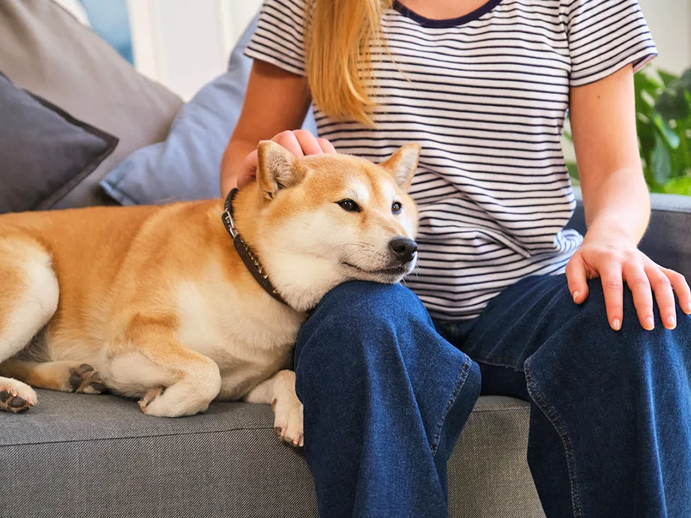 A dog resting its head on its owner's body, calm and seeking closeness.
