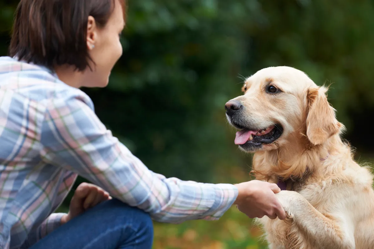 A dog gently resting its paw on its owner's hand.