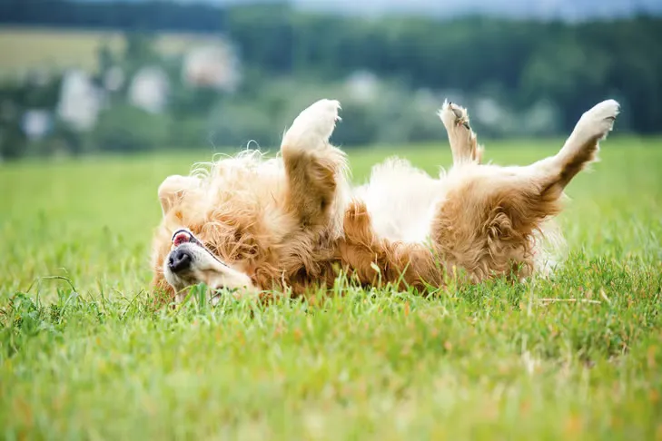 A dog rubbing its shoulders and back into the grass outdoors.