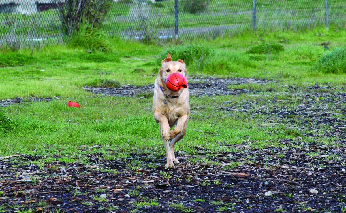 A dog sprinting at full speed across a yard carrying a red ball in its mouth.