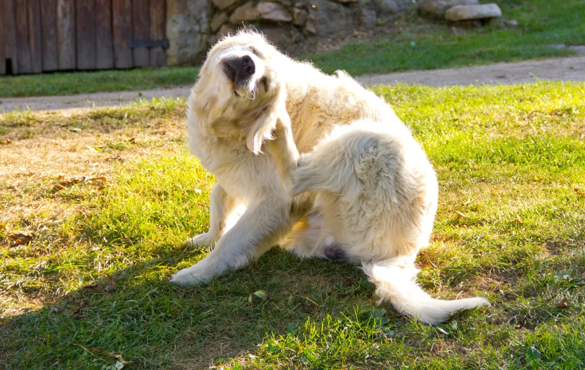 A dog scratching itself outdoors to relieve an itch.