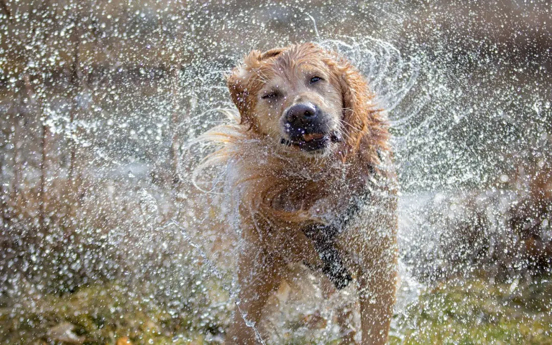 Golden retriever shaking off water, a normal and harmless reason dogs shake