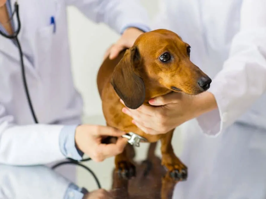 Veterinarian examining a dachshund with a stethoscope to check for a medical cause of shaking