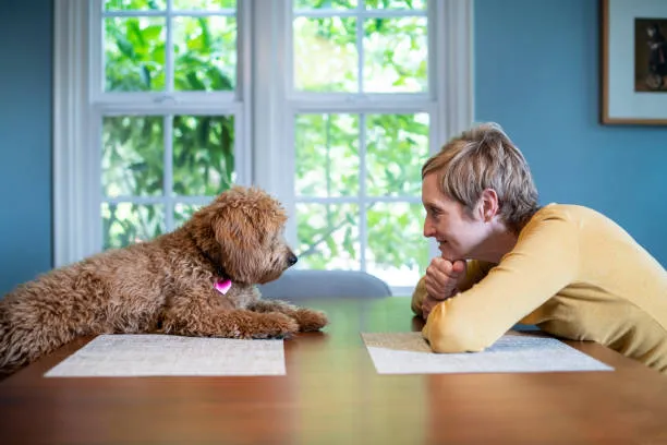 A dog sitting calmly and looking up at its owner.