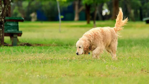 A golden retriever sniffing and exploring the grass in a park.