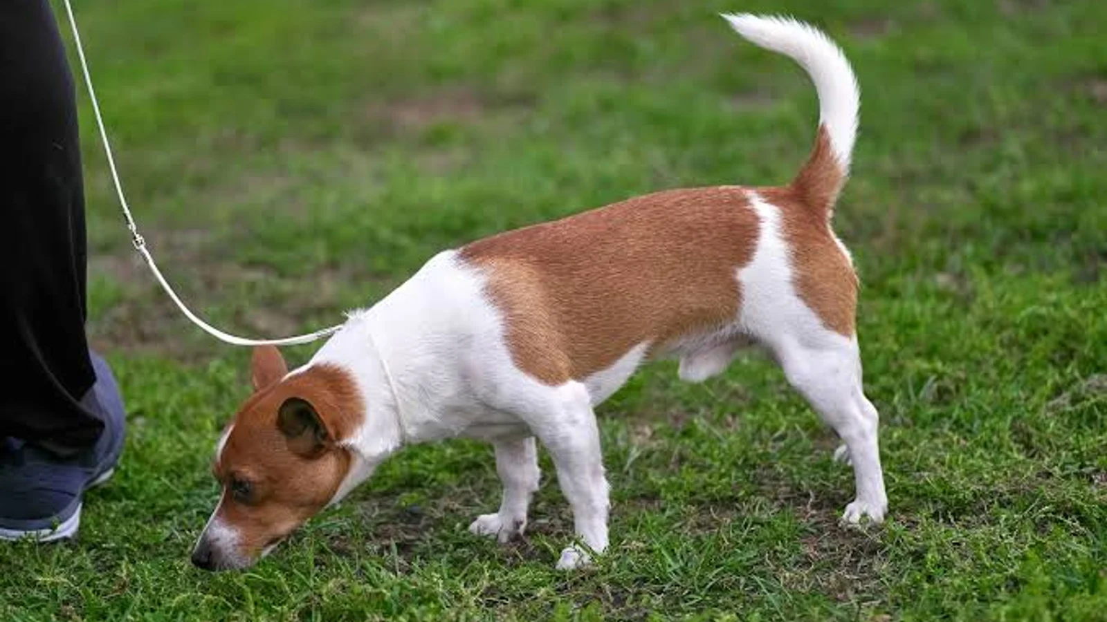 Why Does My Dog Eat Poop? Causes and How to Stop It