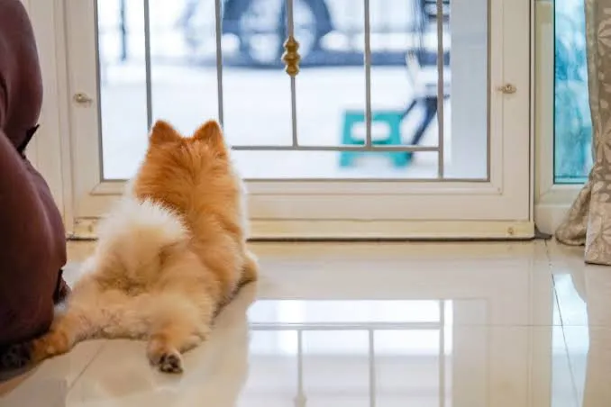 A fluffy Pomeranian lying by a glass door, waiting and looking out.