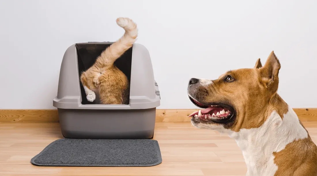 A dog watching a cat use a covered litter box indoors.