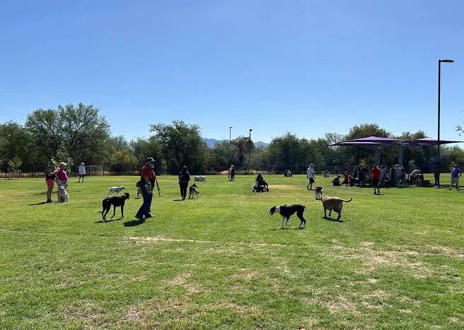 Several dogs running and playing together at a fenced outdoor dog park.