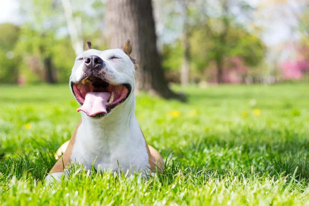 Happy, healthy dog relaxing in green grass on a sunny day