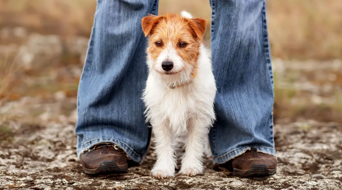 A nervous dog pressing against its owner's legs in a busy setting.