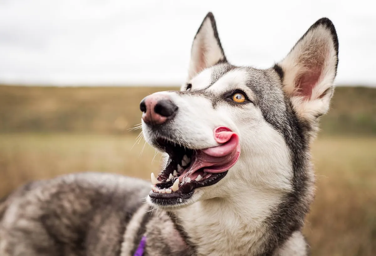 A nervous dog with ears pulled back licking its lips as a calming signal.
