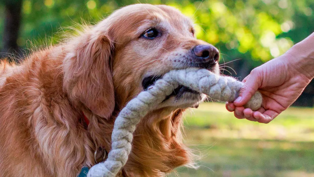 A person offering a golden retriever a rope tug toy to chew instead.