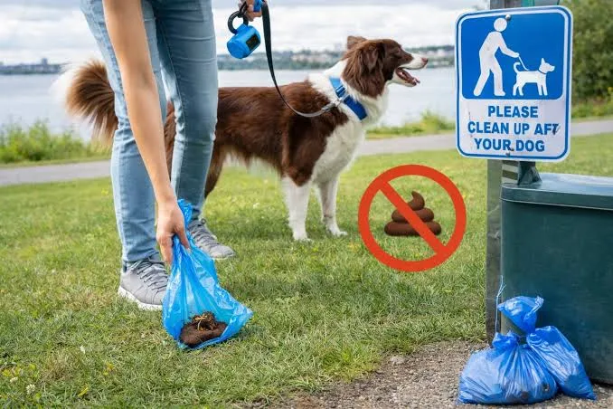 A person using a bag to pick up their dog's waste beside a clean-up reminder sign.