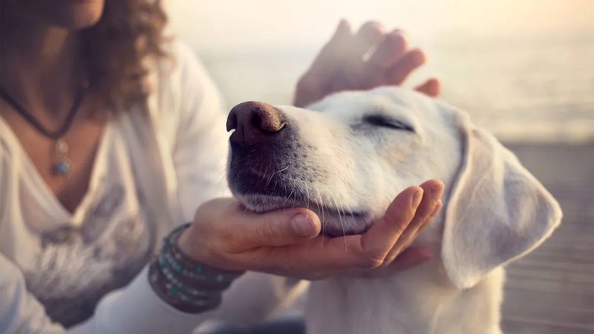 A person gently petting a calm, relaxed dog.