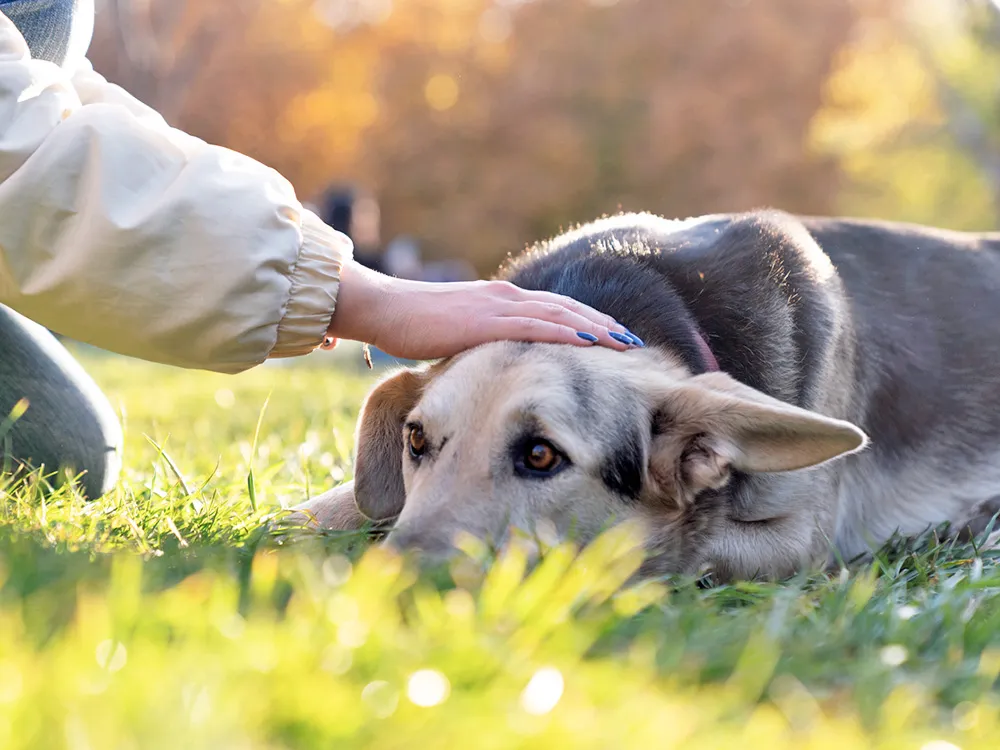 A person calmly petting a dog that leans against them.
